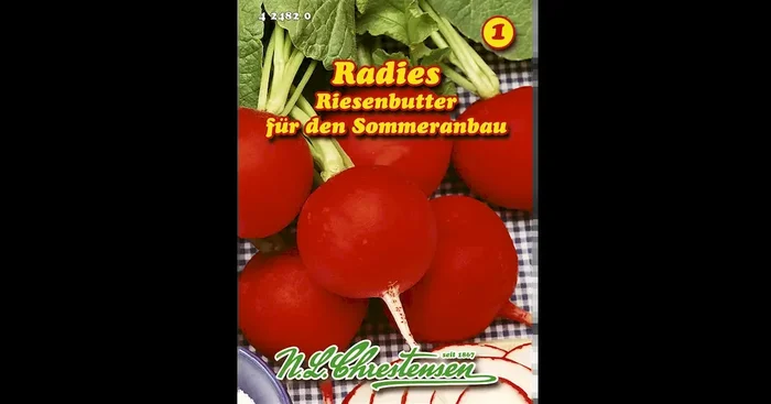 Radies Riesenbutter
