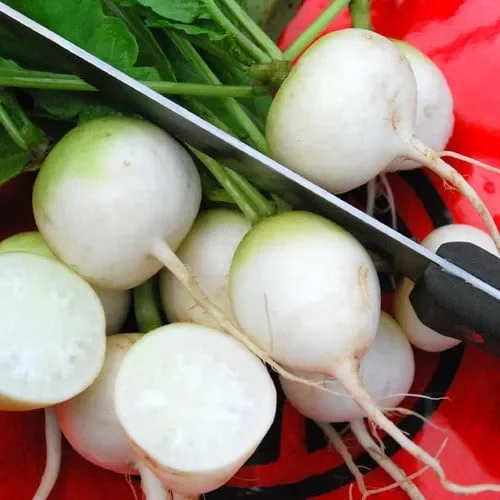 Radish White Hailstone
