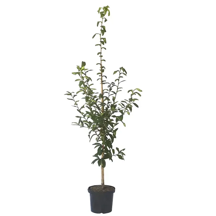 Rafzer Mispel – Mespilus germanica