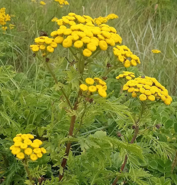 Rainfarn (Tanacetum vulgare)