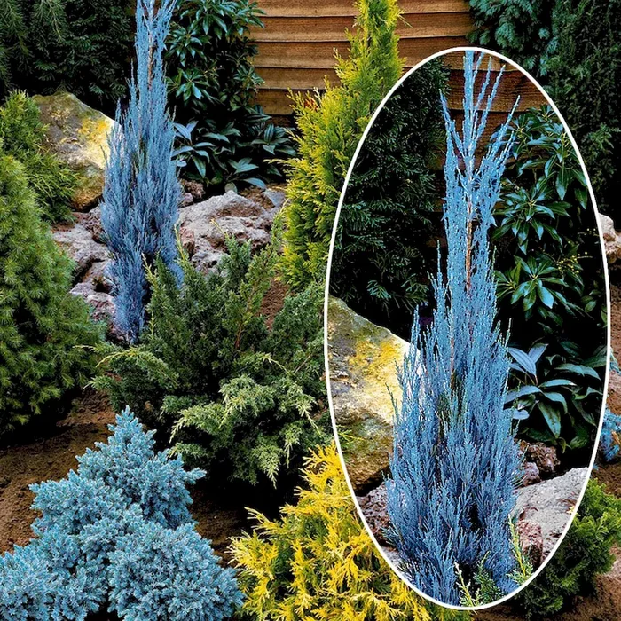 Raketenwacholder juniperus skyrocket -Blue Arrow – Bestellnummer 3340021