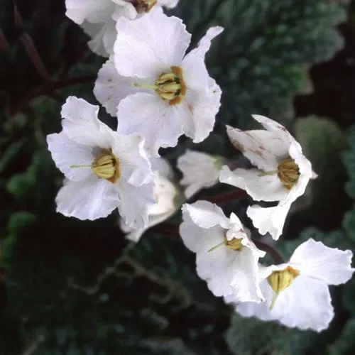 Ramonda Myconi Alba