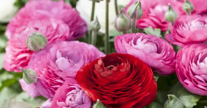 Ranunculus Gambit® F1 Mix