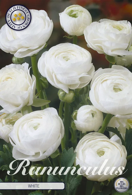 Ranunkel White (10 Stück)