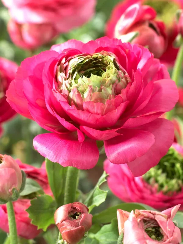 Ranunkeln Reinette Rosa