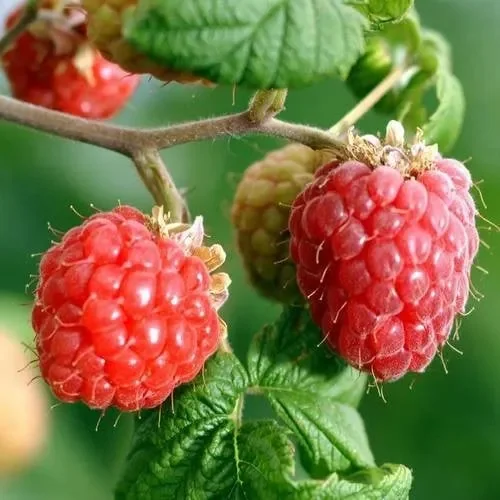 Raspberry