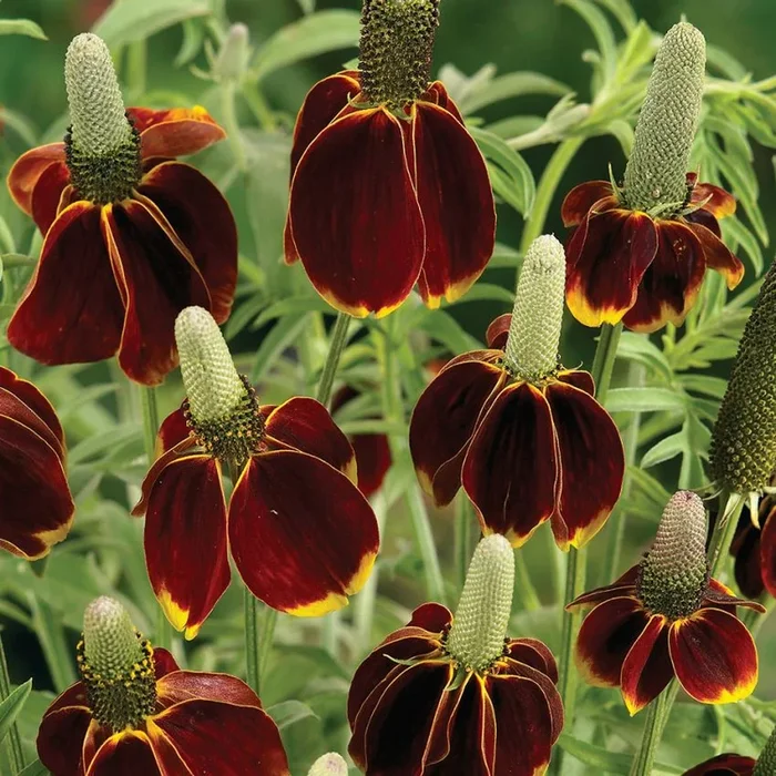 Ratibida columnifera pulcherrima
