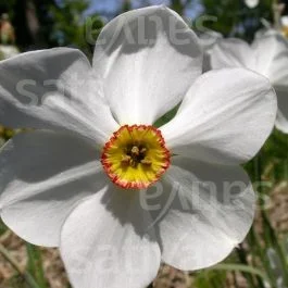 Recurvus – Dichter Narzisse