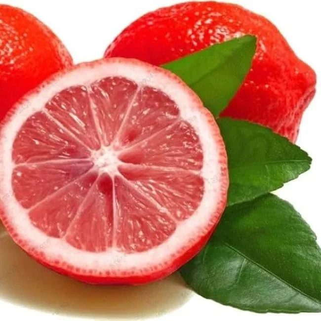 Red Pati Lemon Grafted & Hybrid Fruit Plant
