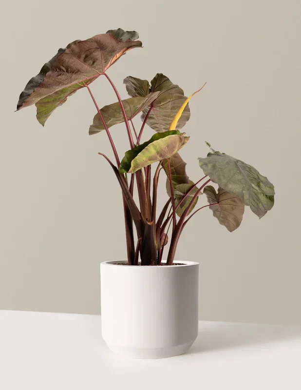 Redemption™ Colocasia