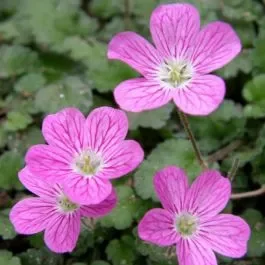Reiherschnabel (Erodium x variable) Bishops Form