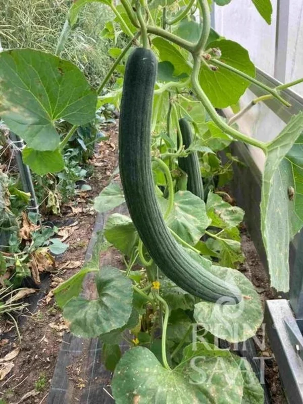 ReinSaat Gurkenmelone „Armenian Green“
