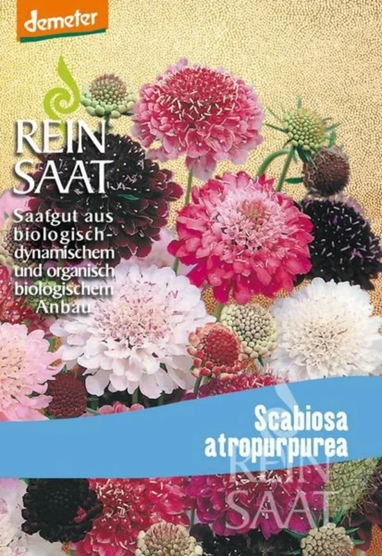 ReinSaat Witwenblume