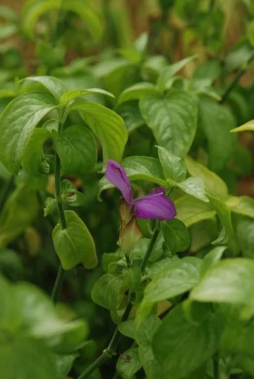 Reisfärbepflanze – Peristrophe speciosa