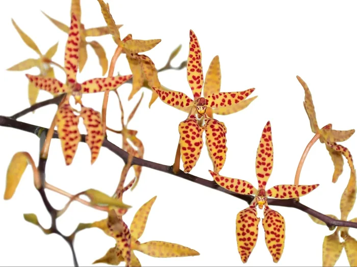 Renanthera monachica (9 cm Topf)