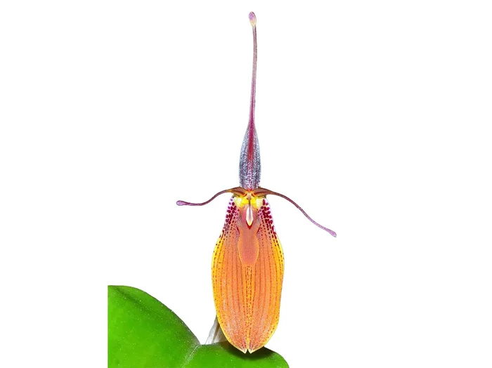 Restrepia brachypus ‚Width‘