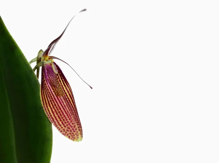 Restrepia elegans ‚Camila‘