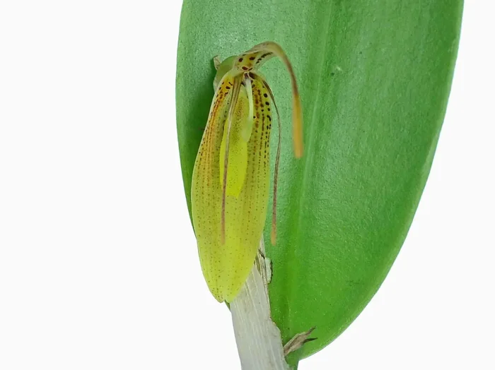 Restrepia mendozae