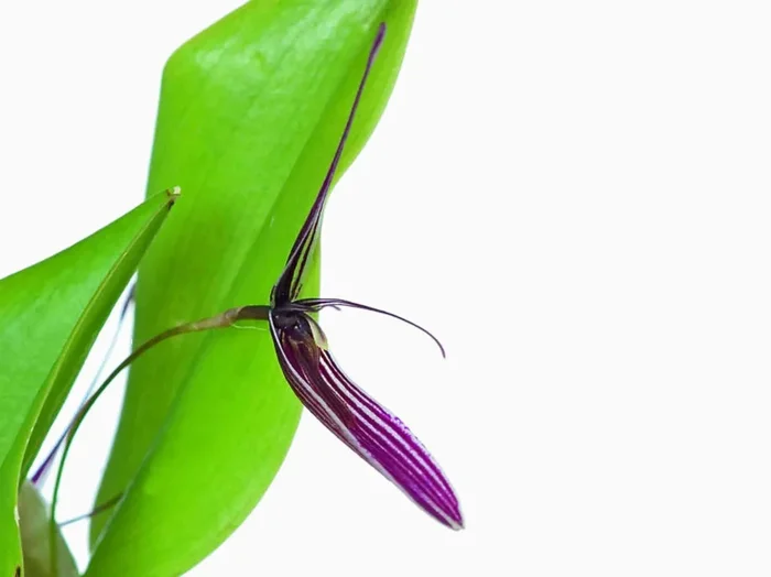 Restrepia purpurea
