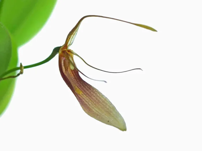 Restrepia trichoglossa ‚#1‘