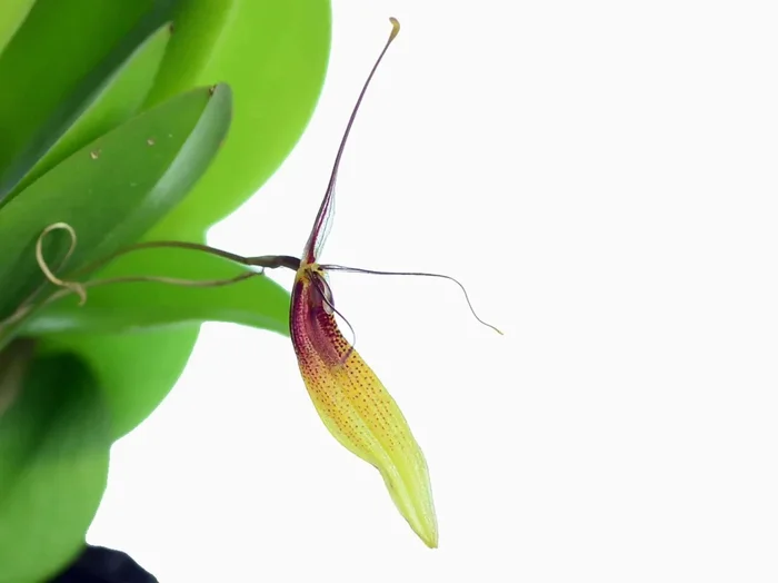 Restrepia trichoglossa ‚#3‘