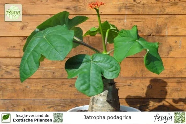 Rhabarber aus Guatemala, Jatropha podagrica, Pflanze