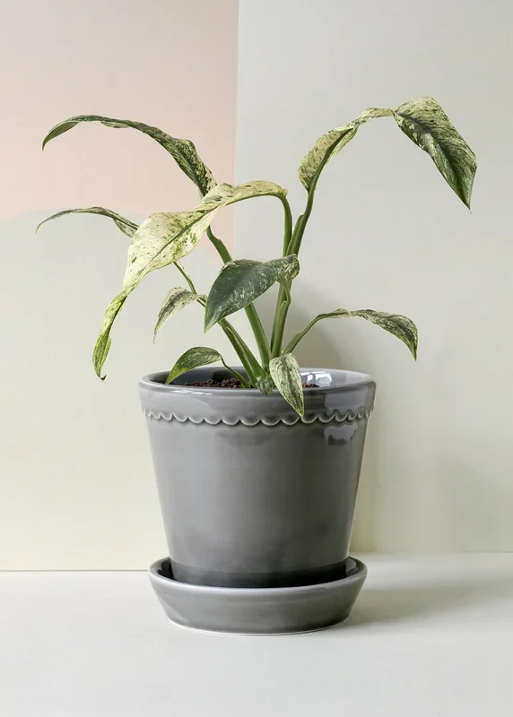 Rhaphidophora puberula ‚variegata‘ – Medium