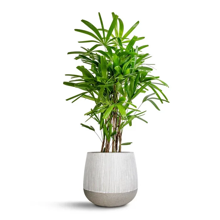 Rhapis excelsa – Lady Palm