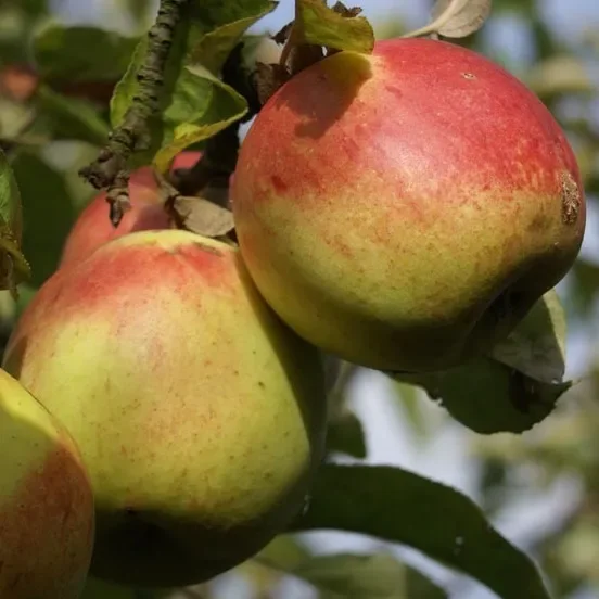 Rheinischer Bohnapfel – Winterapfel