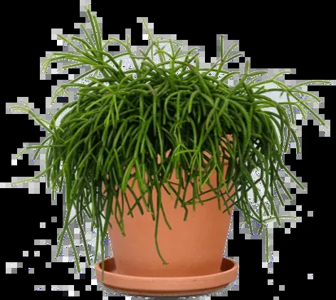 Rhipsalis cashero (Korallenkaktus) (S)