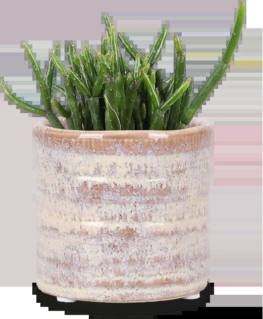 Rhipsalis cashero (Korallenkaktus) (XS)