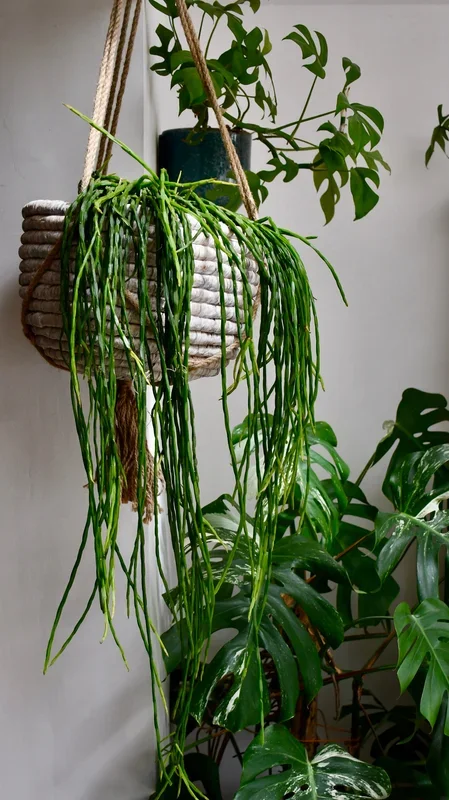 Rhipsalis Paradoxa – Chain Cactus