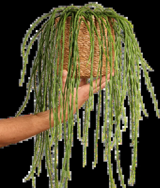 Rhipsalis paradoxa (Korallenkaktus) (s)