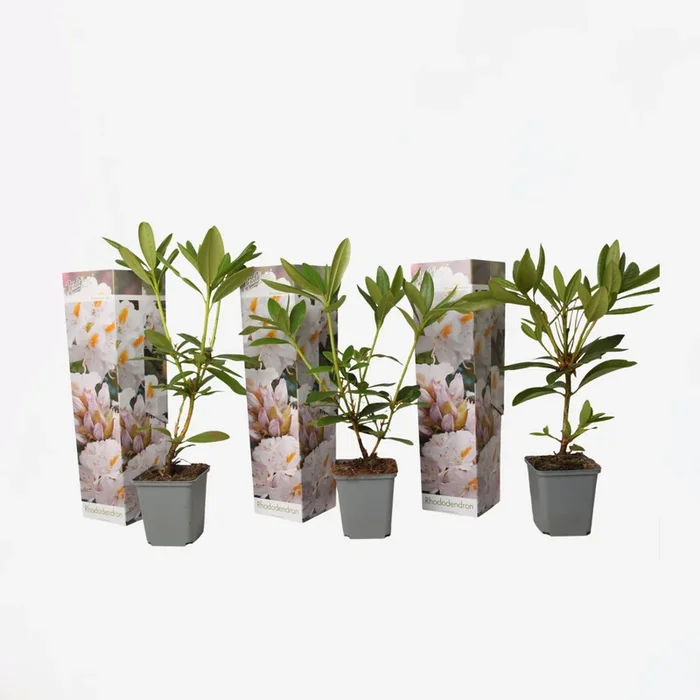 Rhododendron – Mix of 3 – White