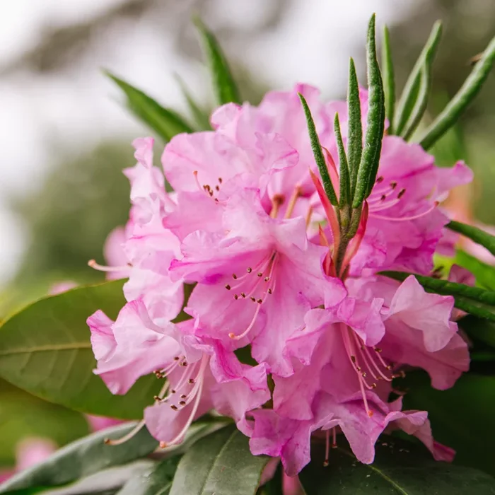 Rhododendron ‚Gartendirektor Glocker‘