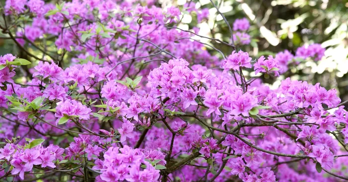 Rhododendron ‚Praecox’${2}