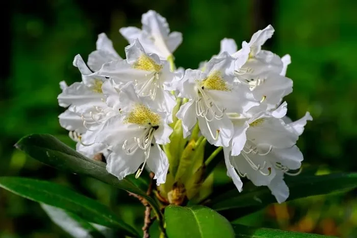 Rhododendron Cunningham’s White – Rhododendron