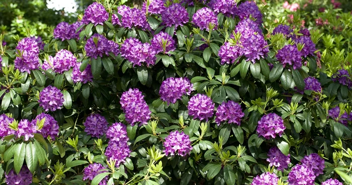 Rhododendron Hybr.’Catawb. Grandiflorum‘