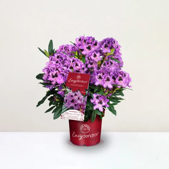 Rhododendron Hybr. ‚Blaue Jungs‘