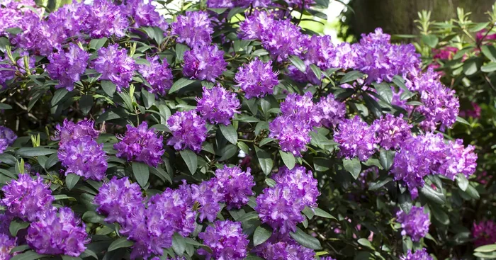 Rhododendron Hybride (großblumig)${2}