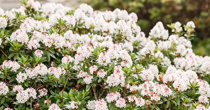 Rhododendron micranthum ‚Bloombux‘ -R-