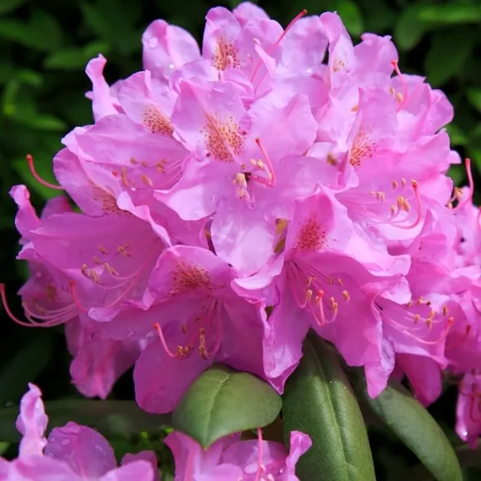 Rhododendron Roseum Elegans – Rhododendron