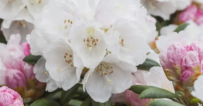 Rhododendron yak.’Dreamland‘
