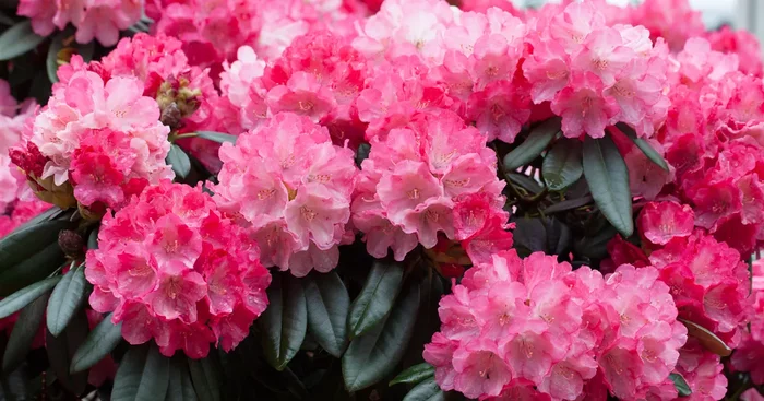 Rhododendron yak.’Fantastica‘