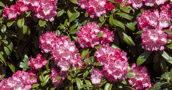 Rhododendron yak.’Morgenrot‘