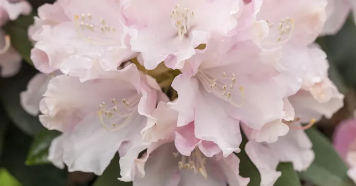 Rhododendron yak.’Schneekrone‘