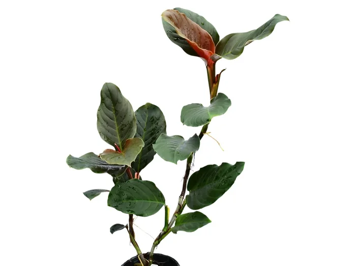 Rhodospatha sp Red