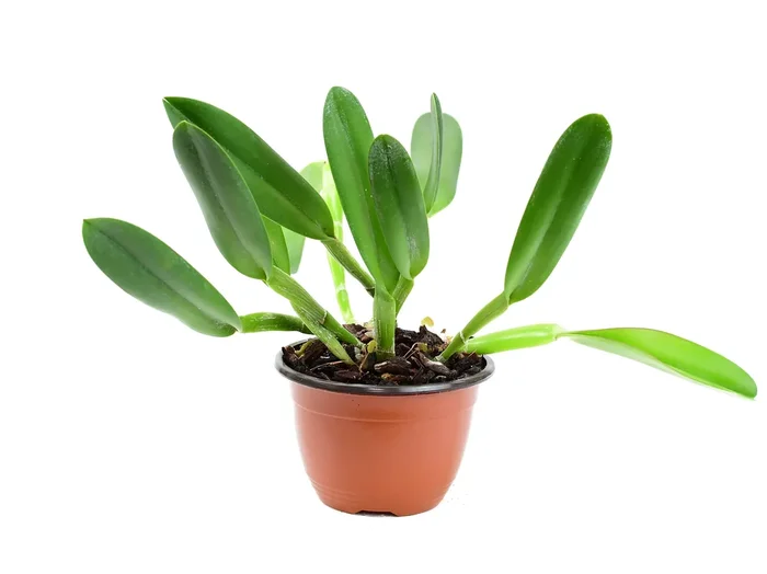 Rhyncholaelia digbyana