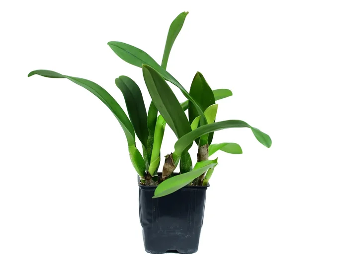 Rhyncholaeliocattleya Chian-Tzy Pashorace