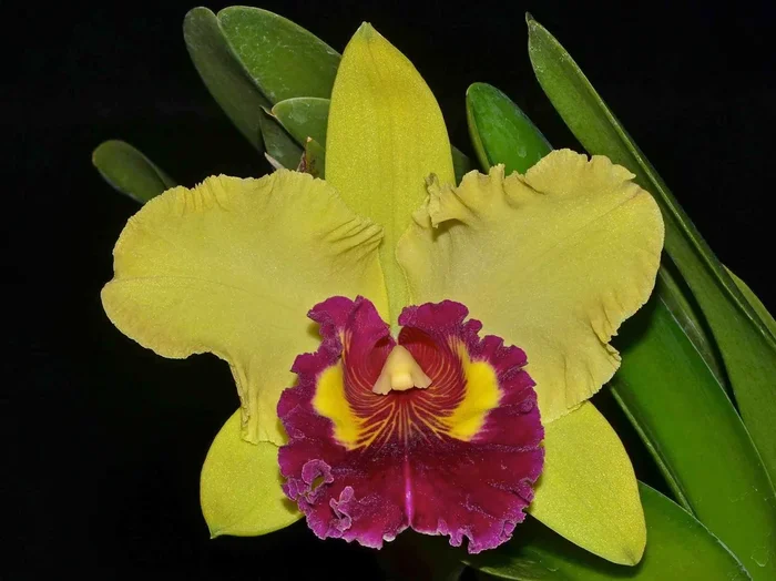 Rhyncholaeliocattleya Williette Wong ‚the Best‘